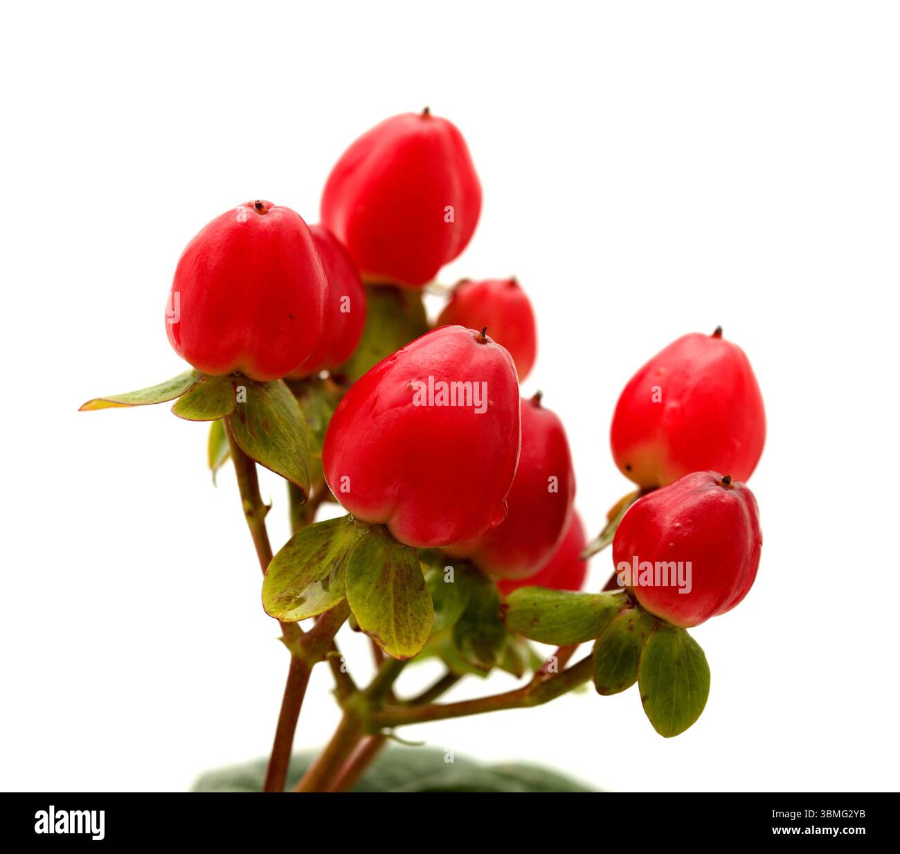 Hypericum x Inodorum, hoher Tutsan, rote Beeren isoliert auf weißem Hintergrund Stockfoto