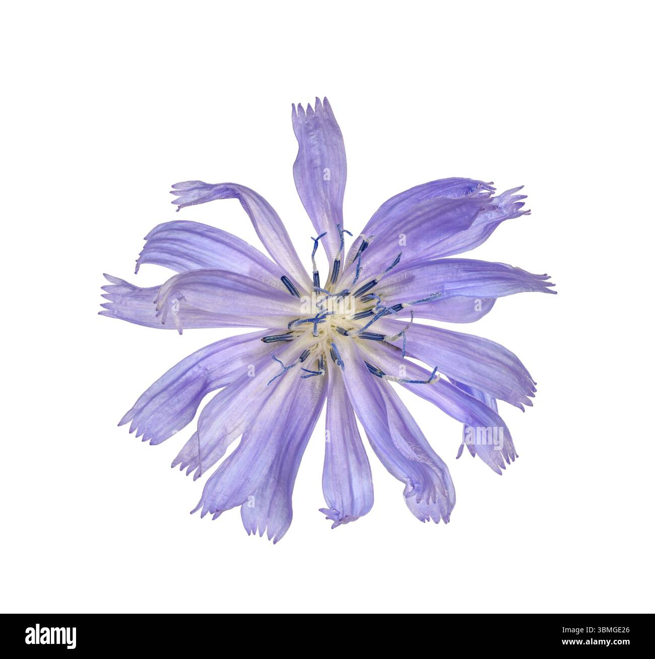 Zichorienpflanze blaue Blume Makronaht isolierter Ausschnitt auf weiß Stockfoto