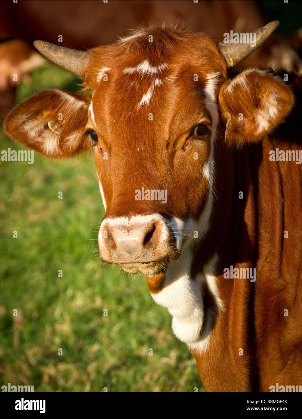 Braunes Kuhgesicht mit Hörnern, weißen Flecken, Flecken und großen Nasenlöchern. Stockfoto