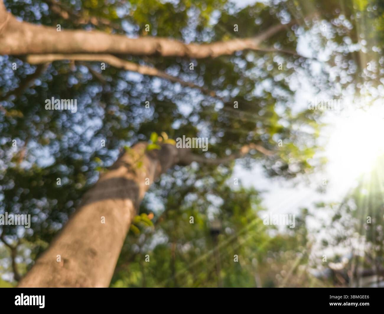 Unschärfe und Bokeh-Aufnahmen in einem Wald oder Garten mit Morgensonne. Stockfoto