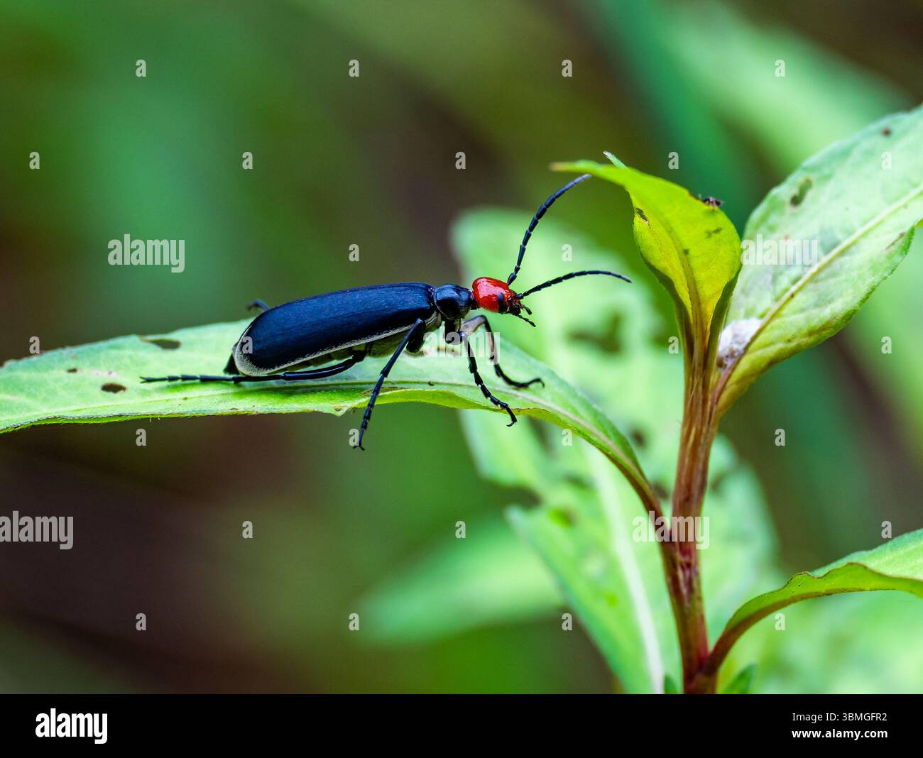 Ein schwarzer Käfer mit rotem Kopf (Epicauta hirticornis) auf grünen Blättern. Provinz Jiangxi, China. Stockfoto