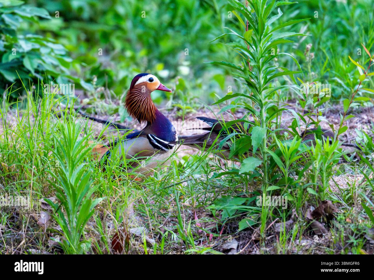 Ein Paar Mandarinen-Enten (Aix galericulata) auf ihrem Nistplatz. Provinz Henan, China. Stockfoto