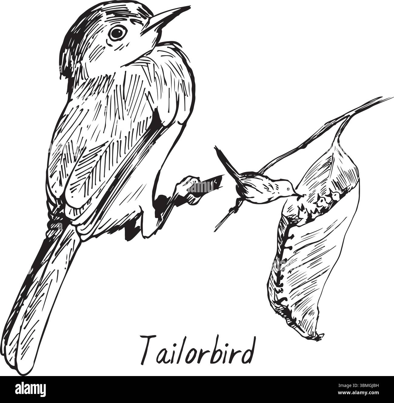 Tailorbird sitzend und Nesttinte Illustrationen. Passerine Vogel Woller Vektor Zeichnungen Set. Einfache strukturierte Skizzen von Wildtieren. Asiatische Vögel Stock Vektor