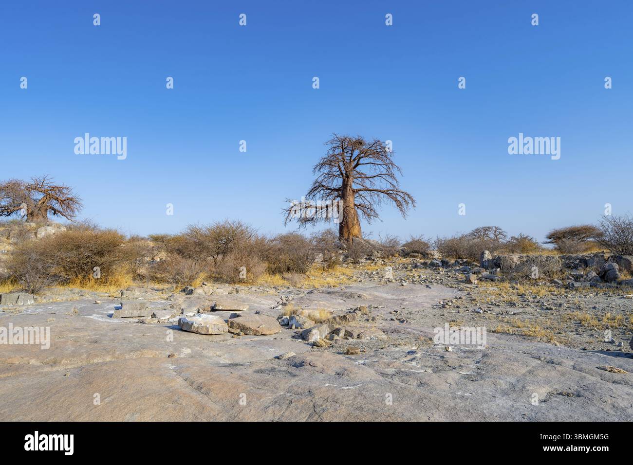 Afrikanischer Baobab oder Baobab-Baum (Adansonia digitata), Kubu Island (Lekubu), Sowa Pfanne, Makgadikgadi Salinen, Botsuana, Afrika Stockfoto