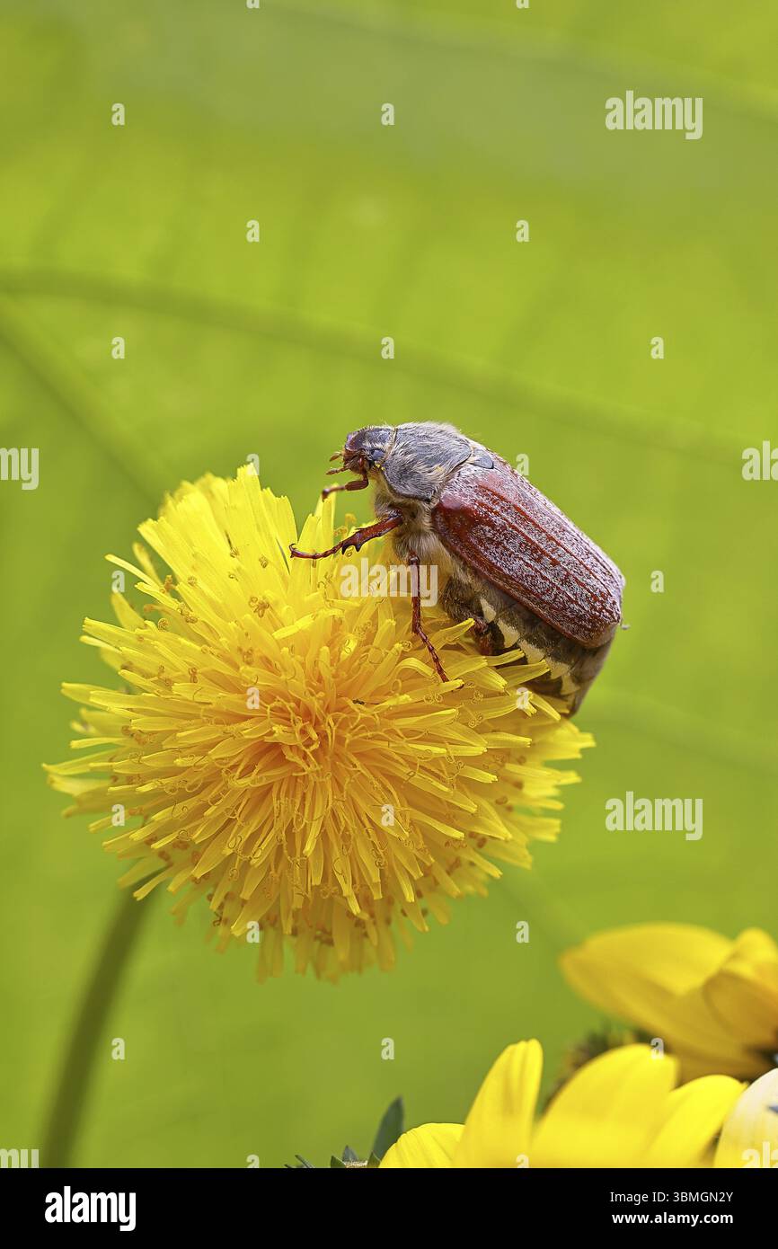 Cockchafer (Melolontha melolontha), Weibchen auf einer Löwenzahnblüte (Taraxacum), Wilnsdorf, Nordrhein-Westfalen, Deutschland, Europa Stockfoto
