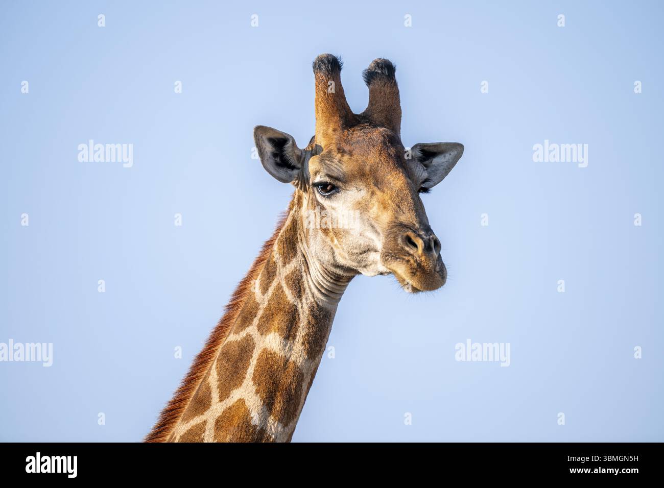 Kap Giraffe (Giraffa giraffa giraffa) vor einem blauen Himmel, Tierporträt, Kruger-Nationalpark, Südafrika, Afrika Stockfoto