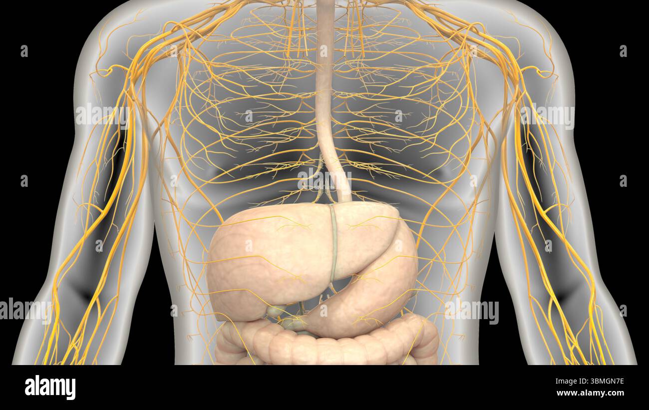 Menschliche interne Digestive Organ Leber Anatomie Stockfoto