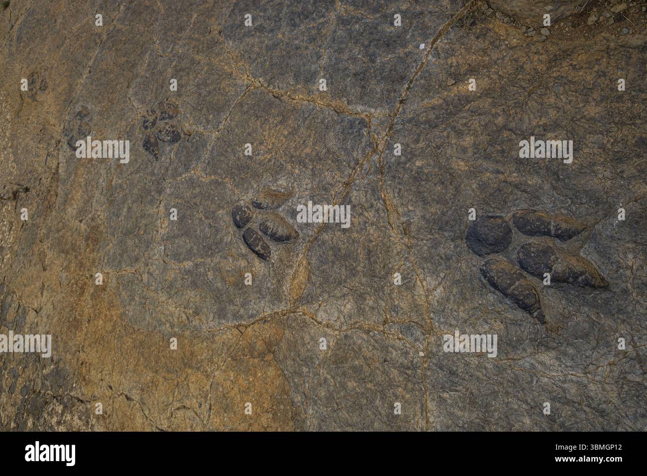 Dinosaurier Footprint, Penaportillo Site, Munilla, La Rioja, Spanien, Europa Stockfoto