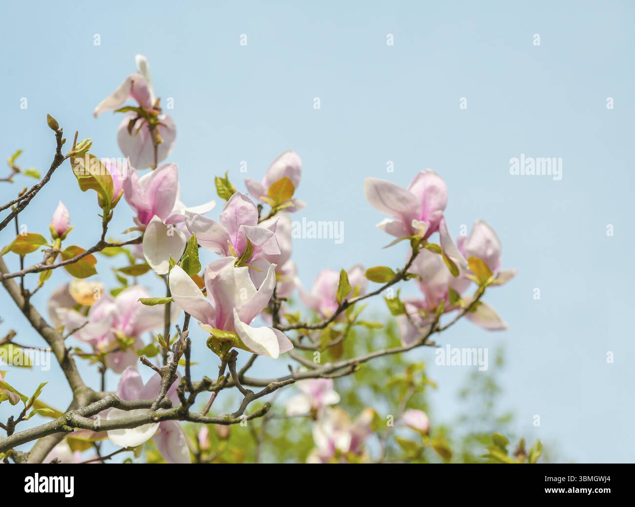 Die rosafarbene Magnolienblume ist zwischen den Zweigen des Baumes geöffnet. Aus dem Himmel an einem sonnigen Frühlingstag. Frühling, Jahreszeiten, Jahreszeit Stockfoto