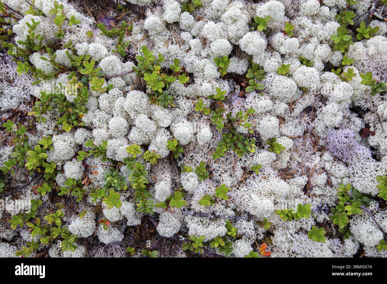 Hintergrund Weißes Rentiermoos ist eine wichtige Nahrungsquelle in arktischen Regionen für Rentiere und Karibus während der Wintermonate in Skabu, Noorwegen Stockfoto