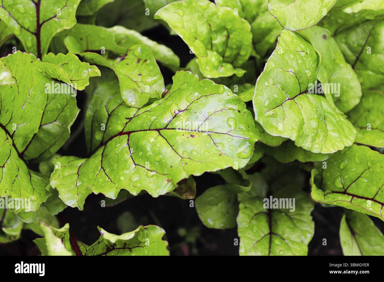 Nahaufnahme von grünen Rübenblättern mit Wassertröpfchen Stockfoto
