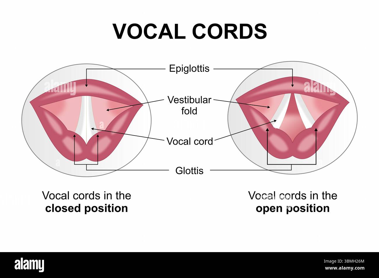 Stimmband-Hals-HNO-Illustration Stockfoto