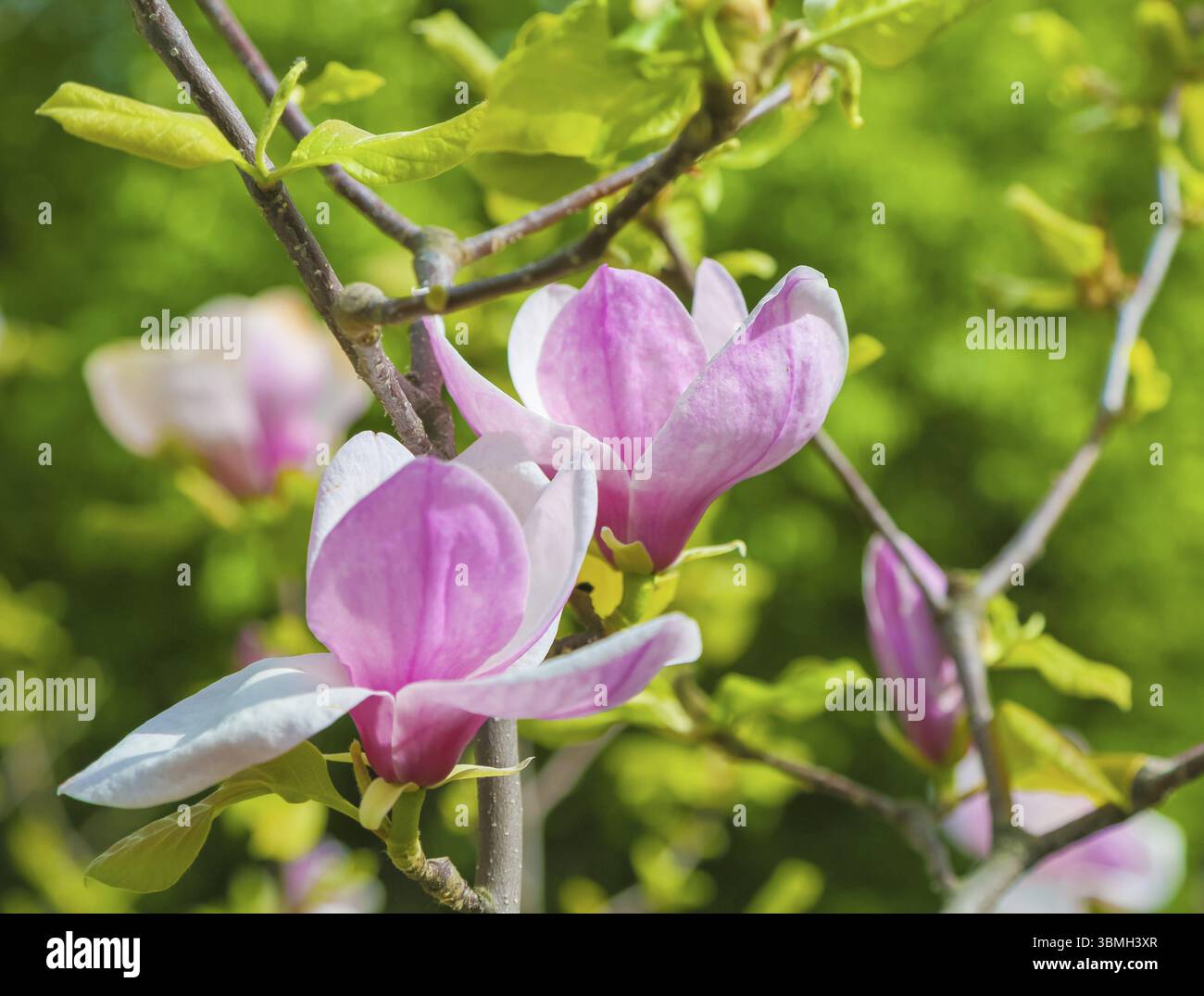Rosa Magnolie Blume unter den Zweigen des Baumes eröffnet. Aus Close-up an einem sonnigen Frühlingstag. Frühling, Jahreszeiten, Jahreszeit Stockfoto