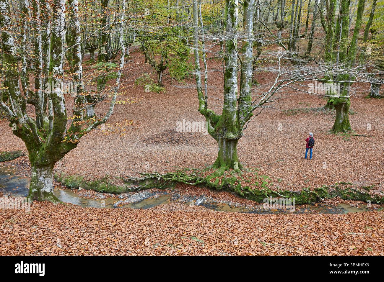 Buchenwald in Vizcaya. Hayedo Otzarreta, Gorbeia. Herbstlandschaft. Spanien Stockfoto