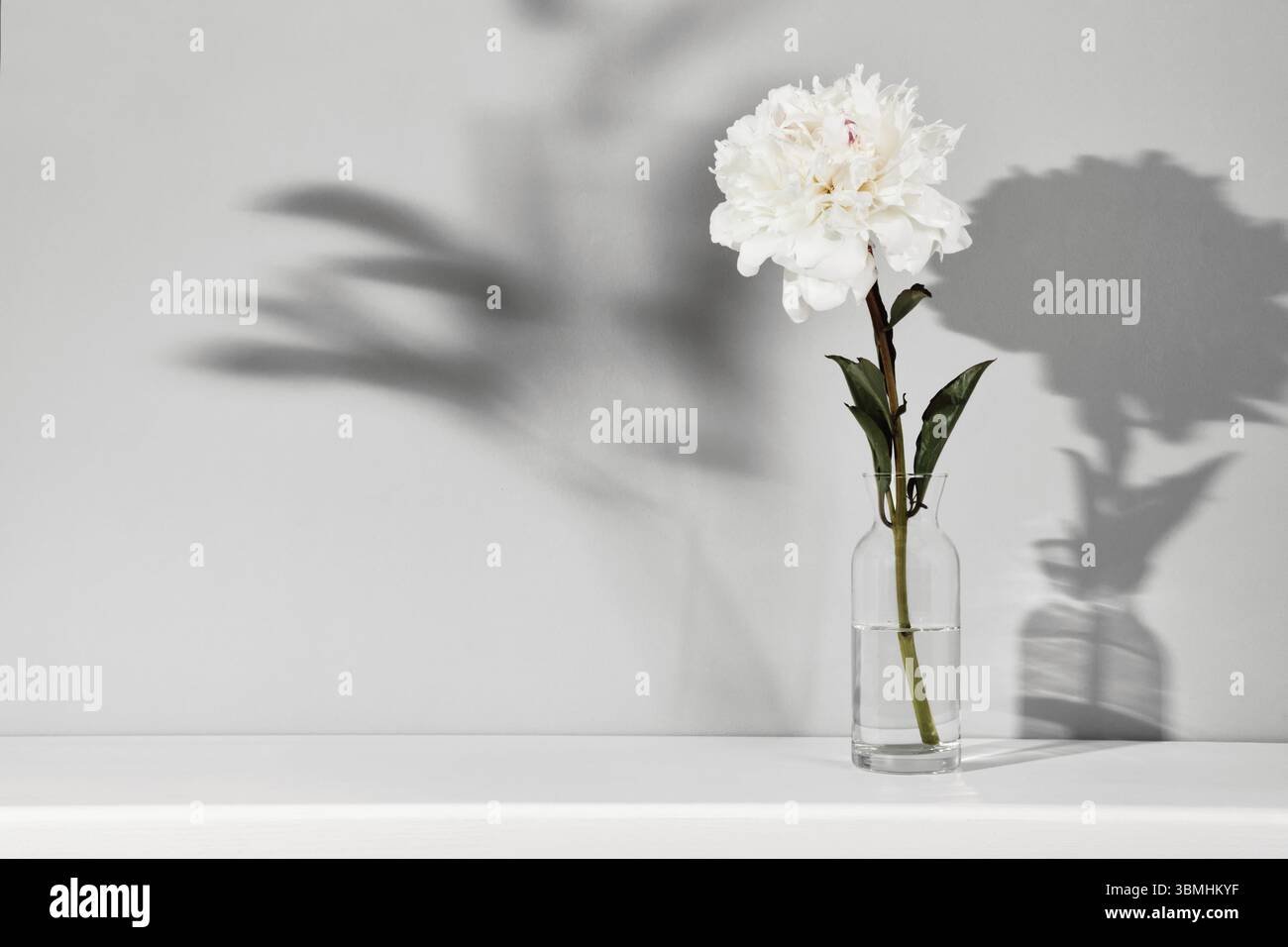Elegante weiße Pfingstrose Blume auf Tischwand Hintergrund. Vorlage für Text oder Grafik, trendige Schatten Stockfoto