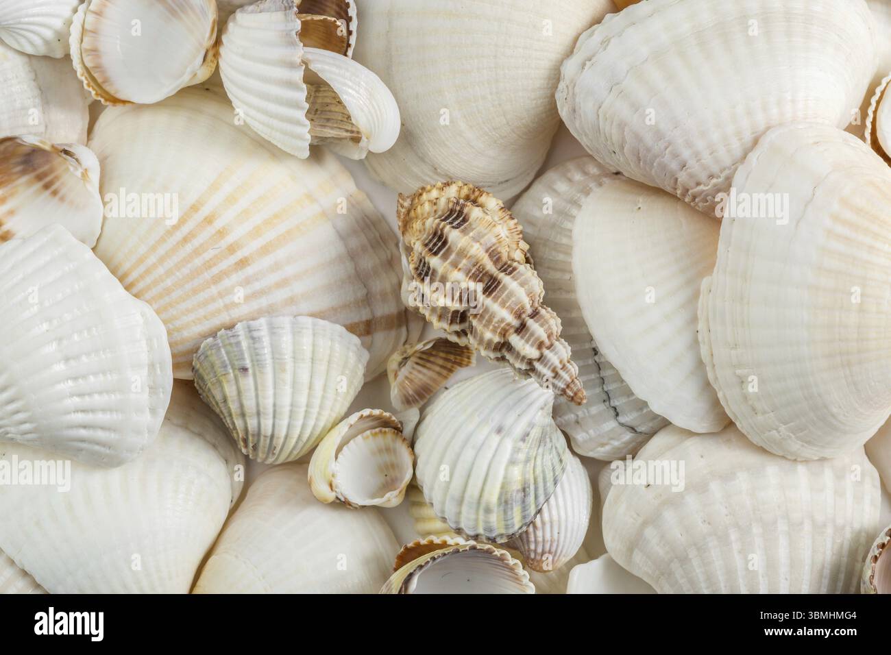 Hintergrund kleiner Muscheln beige Töne auf weißem Hintergrund Stockfoto
