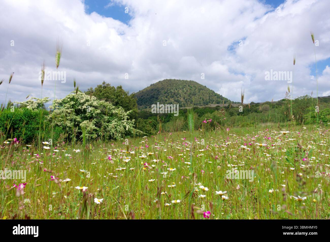 Wildblumenwiesen im Ätna Park, Sizilien, Italien Stockfoto