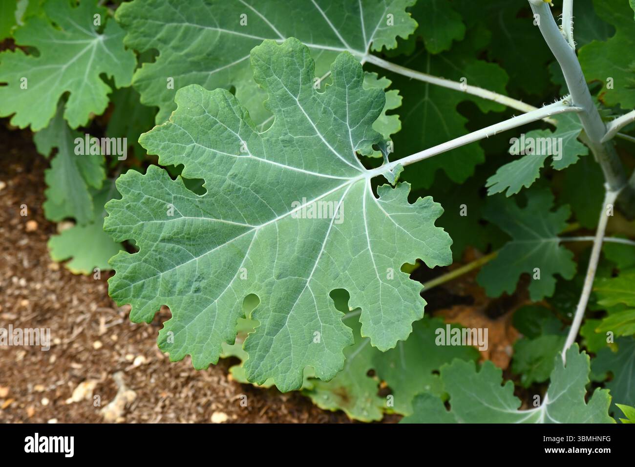Dekoratives glauköses Blatt von Federmohn, Macleaya Cordata, UK Garden June Stockfoto