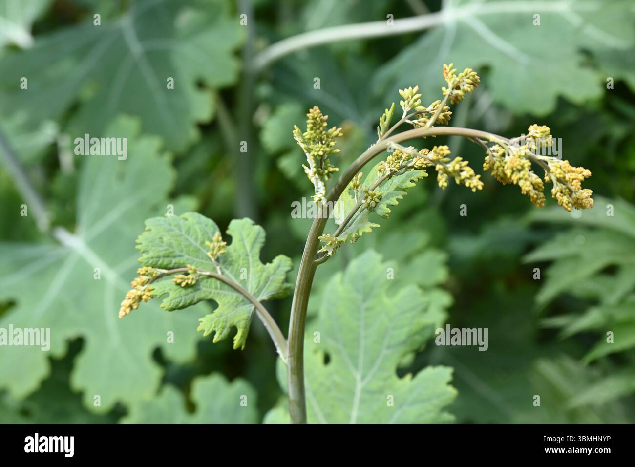 Blütenknospen und dekoratives glaukoses Blatt von Federmohn, Macleaya Cordata, UK Garden June Stockfoto