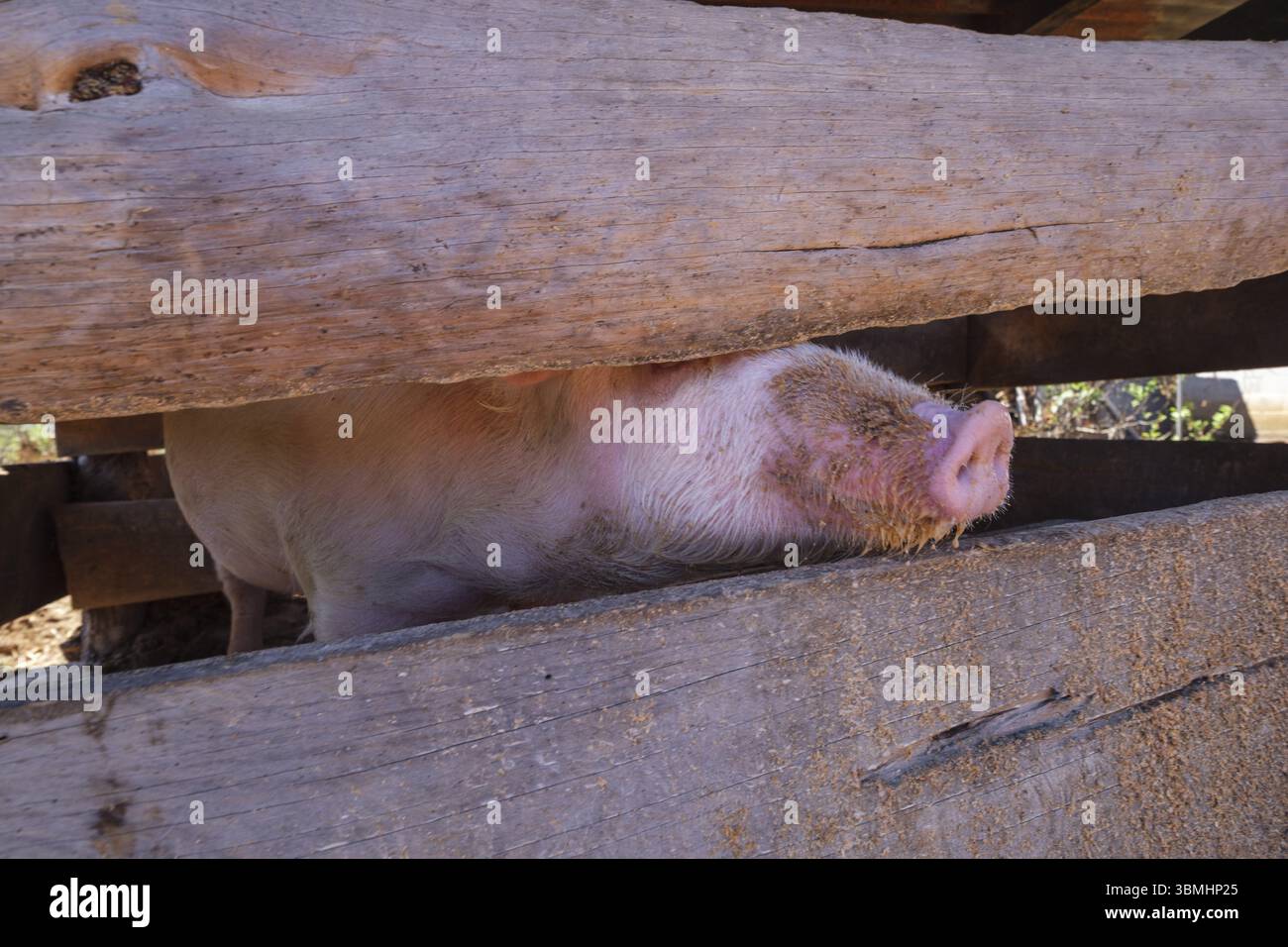 Mit Mikrokrediten finanzierter Betrieb. Yacon, San Sebastian Lemoa, Gemeinde Chichicastenango, Quiche, Guatemala, Zentralamerika Stockfoto