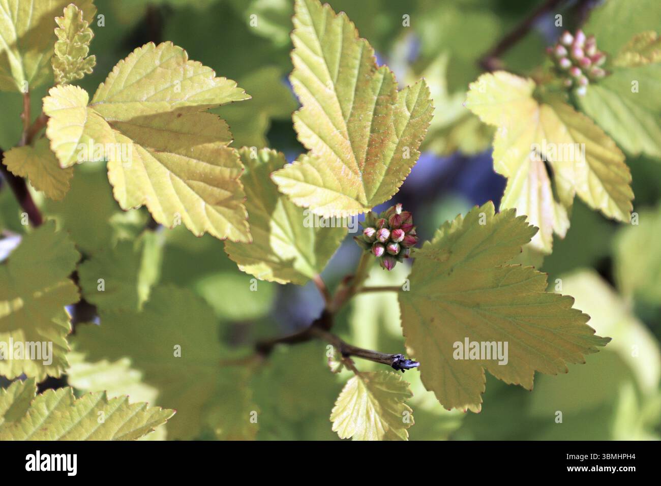 Eine geschlossene Gruppe von ninebark blüht zwischen goldgrünen Blättern Stockfoto