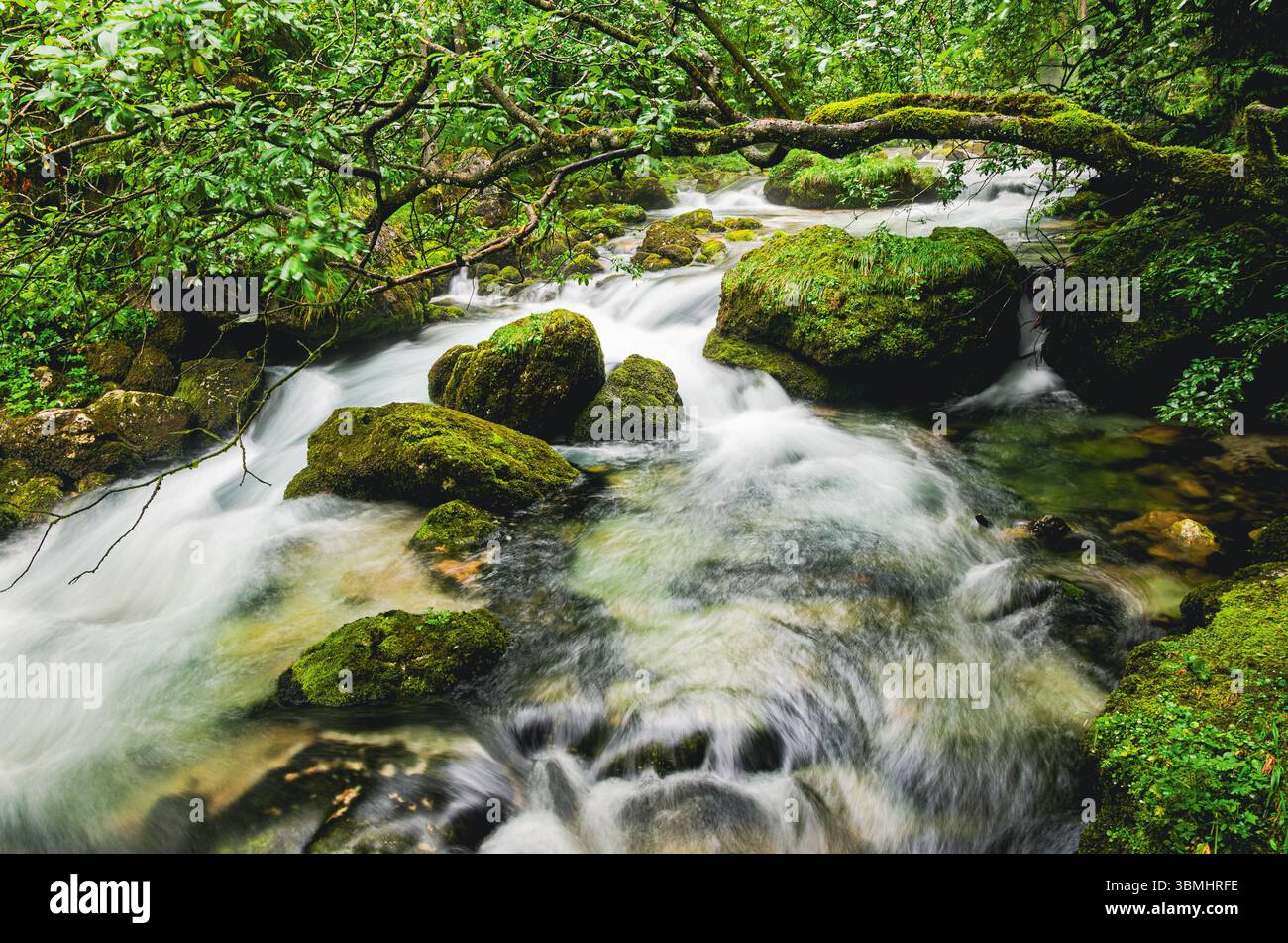 Ein Wasserstrom fließt über Felsen. Das Wasser ist klar und grün gefärbt. Die Felsen sind mit Moos bedeckt Stockfoto