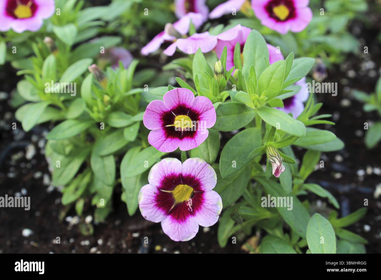 Leuchtend rosa und gelbe Petunien blühen im Garten Stockfoto