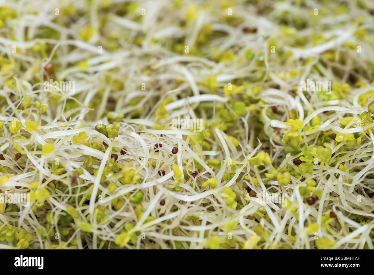 Portion frischer Brokkoli Rosenkohl als detaillierte Makroaufnahme Stockfoto