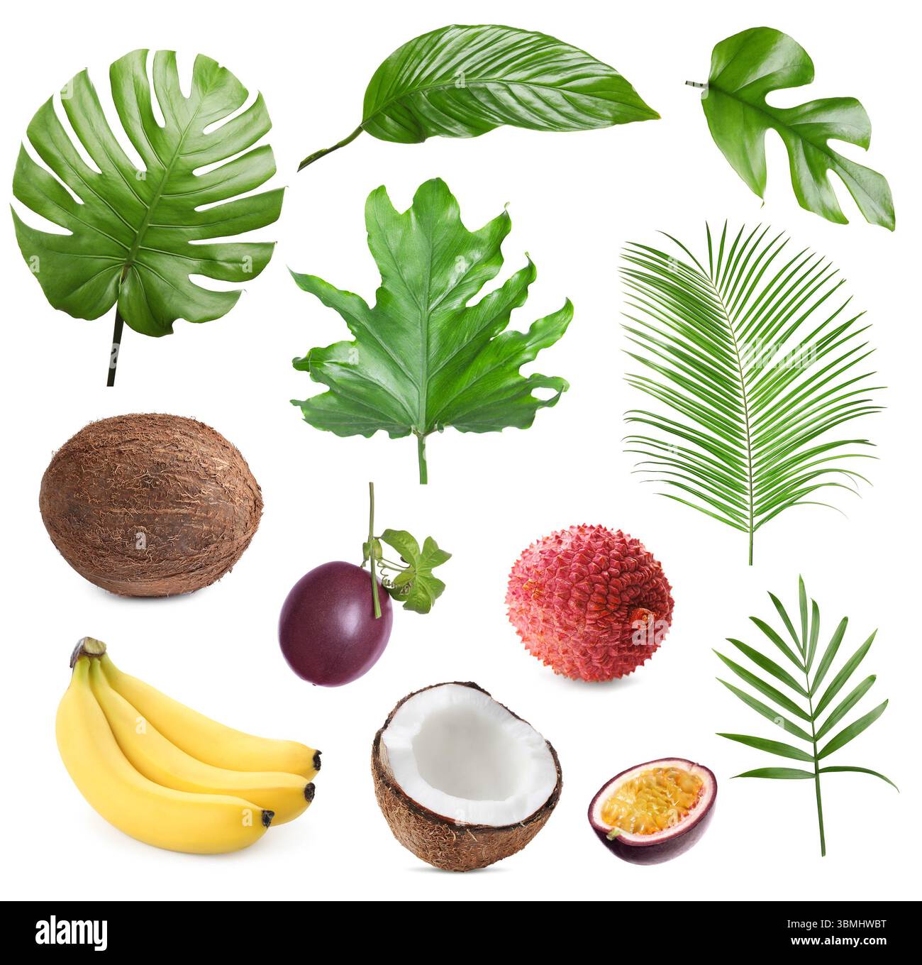 Tropische Blätter und Früchte isoliert auf weiß, Set Stockfoto