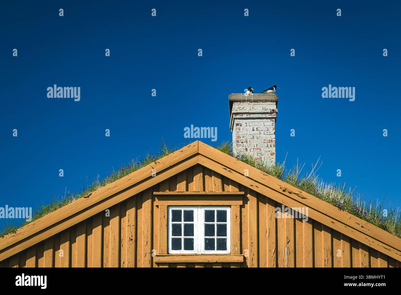 Vögel auf dem Schornstein eines gelben Hauses, Norwegen Stockfoto