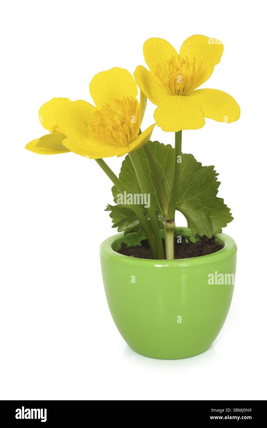 Caltha palustris im Topf auf weißem Hintergrund Stockfoto