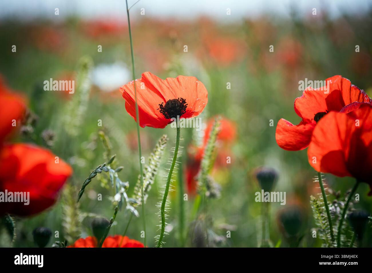Mohnblumen, die von der Sommersonne beleuchtet werden, in der ländlichen Szene Stockfoto