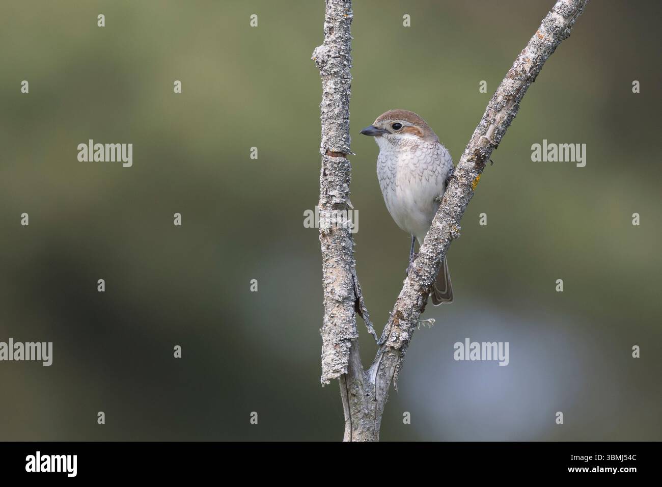 Neuntöter, Rotrückenwürger, Rotrückiger Würger, Weibchen, Rotrücken-Würger, Würger, Lanius collurio, roter Garnelenrücken, weiblich, La Pie-grièche écorche Stockfoto