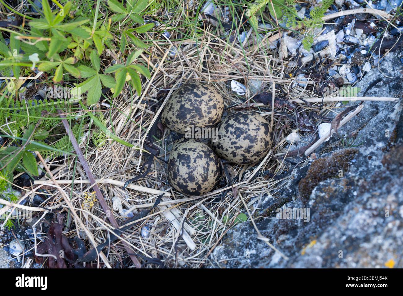Kiebitz, Nest, Eier, Ei, Gelege, Vanellus vanellus, Kippen, nördliche Kippen, Kippen, Kippen, Tuit, Tew-it, Grünpfeifer, Pyewipe, Nest, Kupplung, Ei, Stockfoto