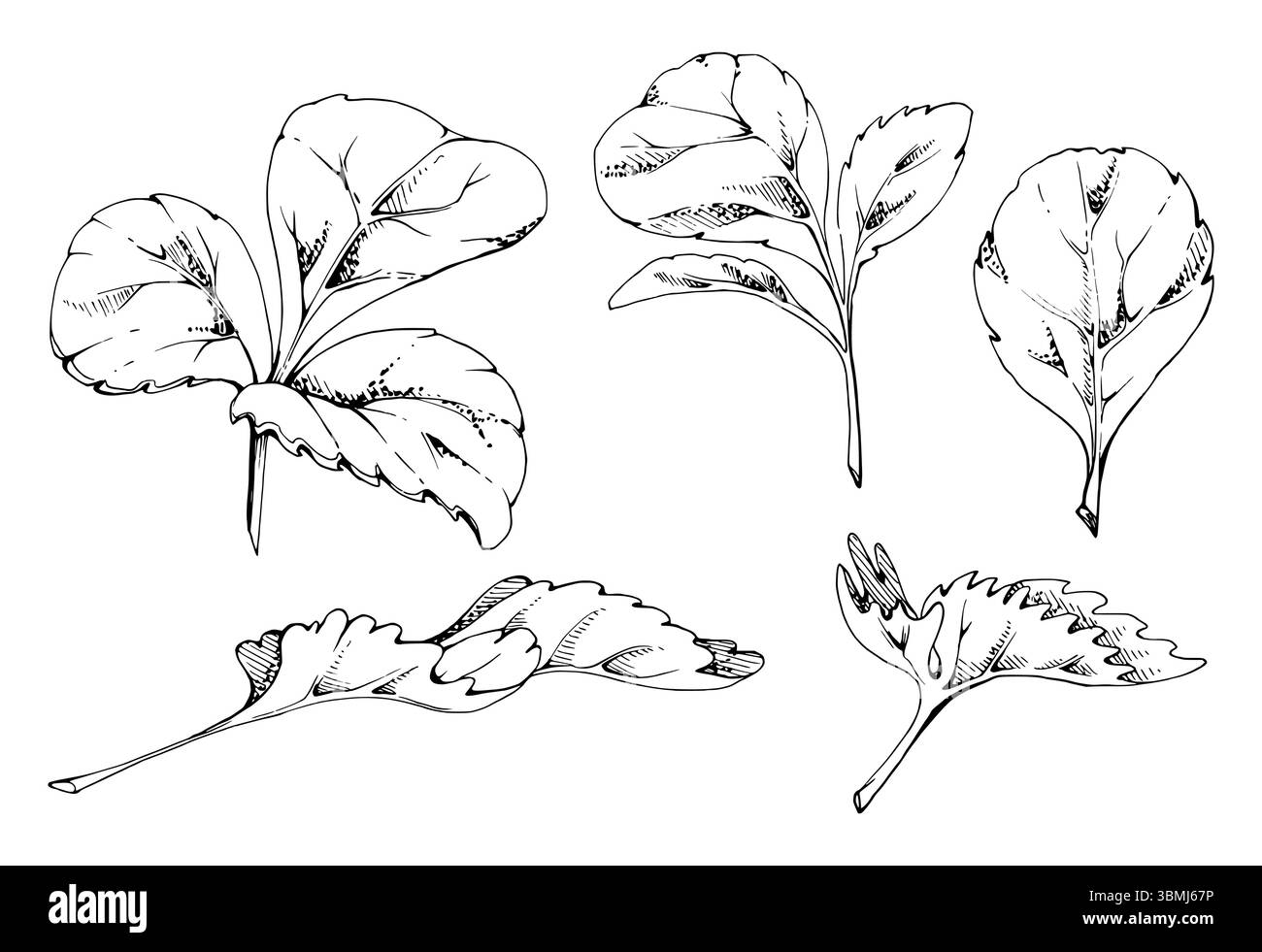 Set mit grünem, gezacktem Seitenblatt. Blumenstrauchbaum Pflanze Kraut, Erdbeere Himbeere unterwegs burnet brombeere. Isolierte handgezeichnete Vektortinte Stock Vektor