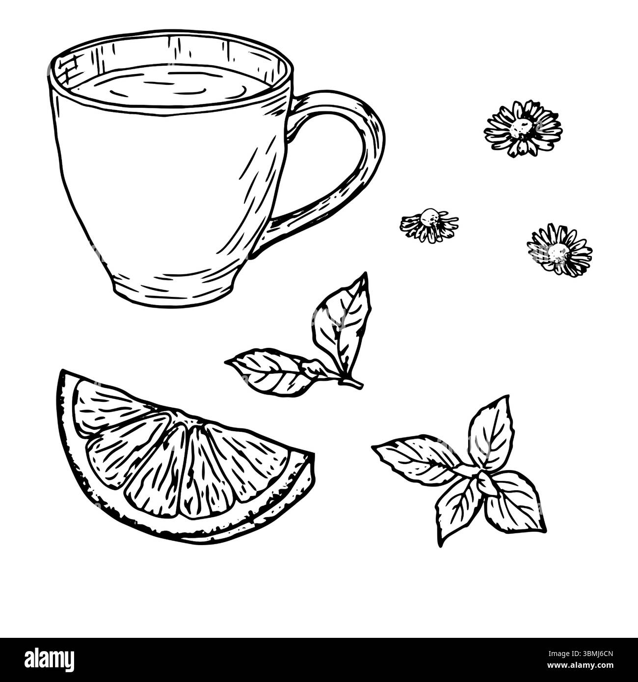 Ein Glas Tee mit Zitronen- und Minzblättern. Vektorabbildung. Das Set ist auf weißem Hintergrund isoliert. Kamillentebecher, Tee-Party-Thema, Kaffee Stock Vektor