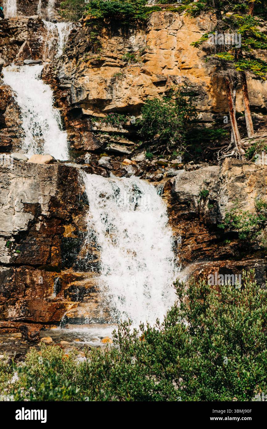 Tangle Creek fällt im Jasper National Park Stockfoto
