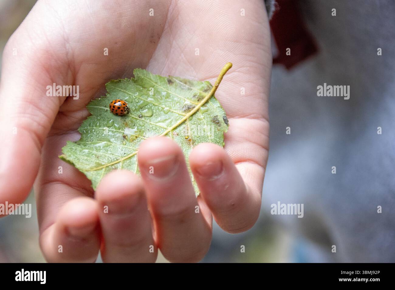 Das Kind hält taufgrünes Blatt mit Marienkäfer in sanftem natürlichem Licht Stockfoto