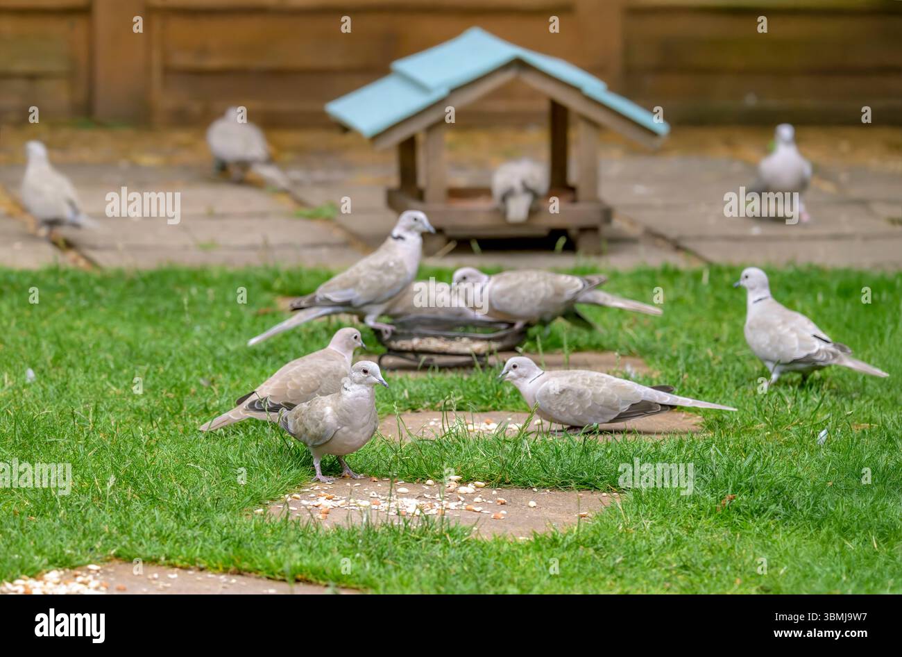 Tauben mit Kragen fressen Vogelsaat im Garten in Bristol, Großbritannien Stockfoto