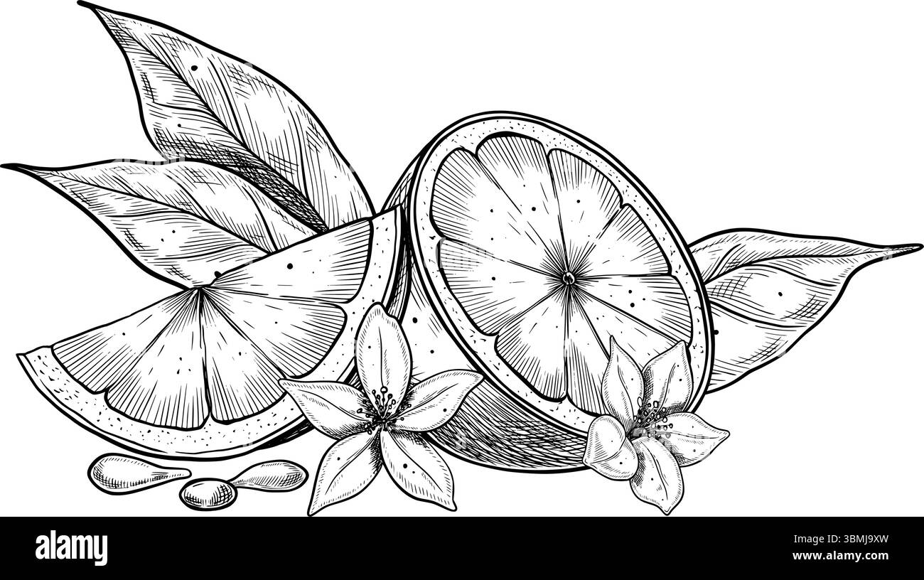Hand gezeichnete Vektor-Illustration einer geschnittenen Zitrone mit Blumen, Blättern und Samen. Botanische Vintage-Gravur mit Limette oder Orange für Naturkosmetik, Lebensmittelverpackungen oder Markenzeichen für pflanzliche Produkte. Stock Vektor