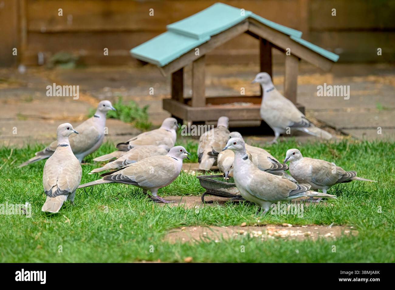 Tauben mit Kragen fressen Vogelsaat im Garten in Bristol, Großbritannien Stockfoto