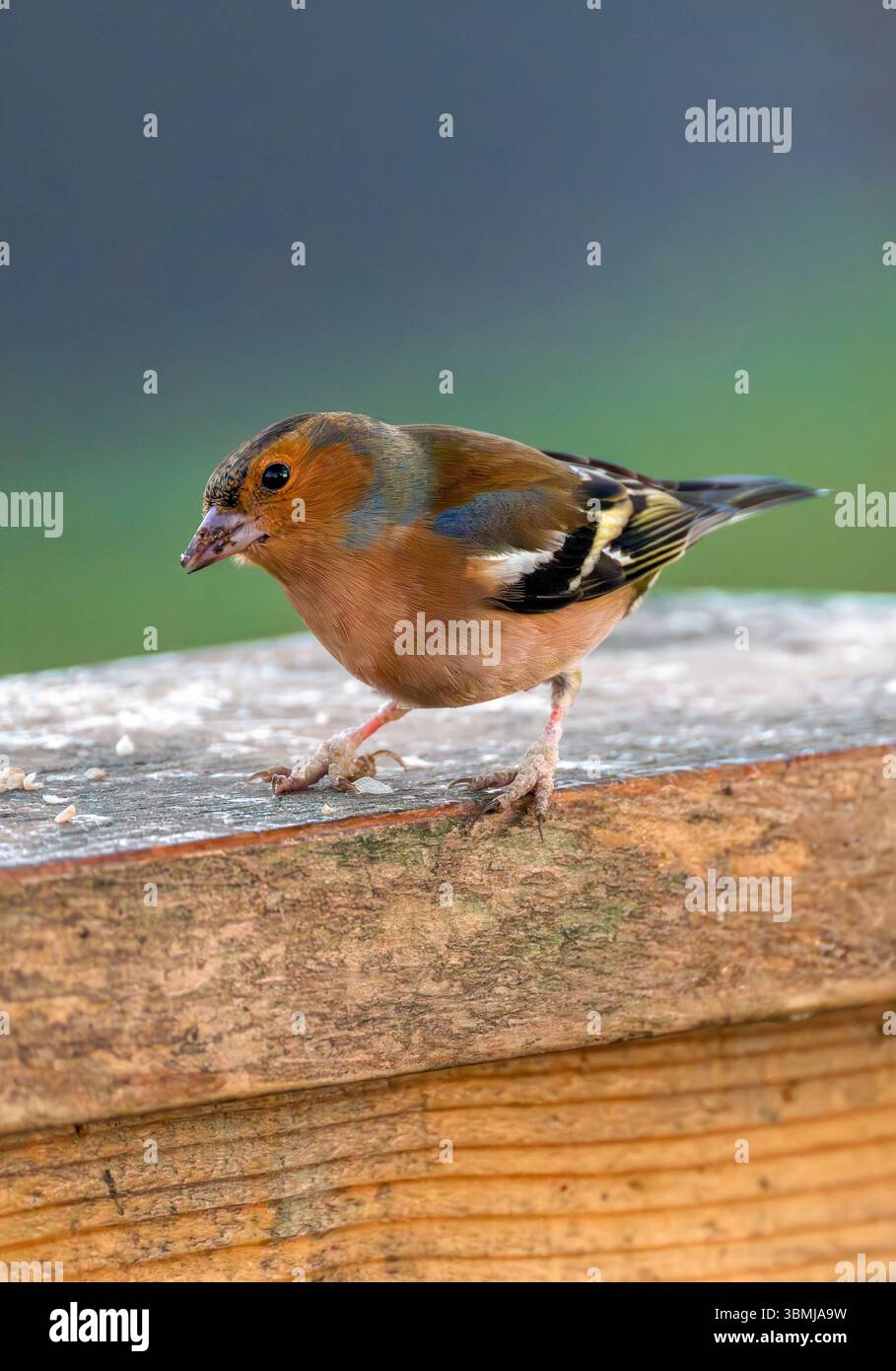 Männliche Chaffinch mit Fringilla Papillomavirus, das schuppige Bein und Verdickung der Zehen und Beine verursacht, die schließlich auf frostigem Sonnenlicht abfallen Stockfoto