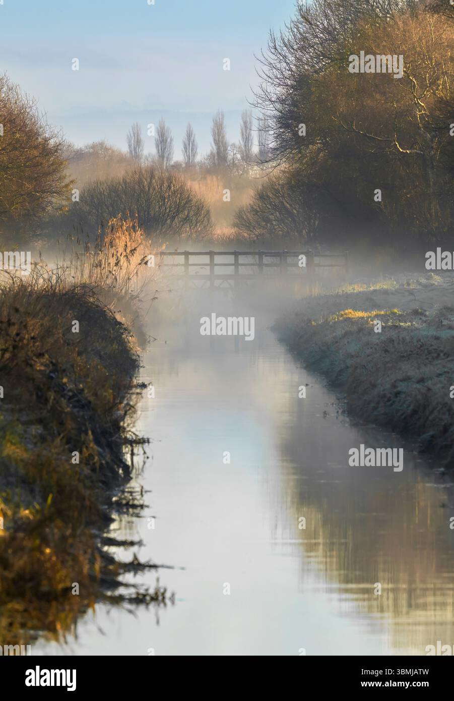 South Drain and Foot Bridge am Ham Wall Nature Reserve am frühen Morgen mit Nebel der frühen Sonne, mit großen weißen Reihern im Vordergrund Stockfoto