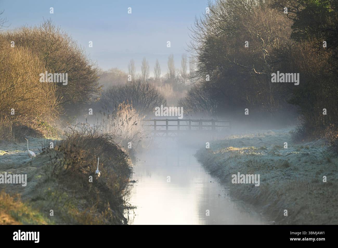 South Drain and Foot Bridge am Ham Wall Nature Reserve am frühen Morgen mit Nebel der frühen Sonne, mit zwei großen weißen Reihern im Vordergrund Stockfoto