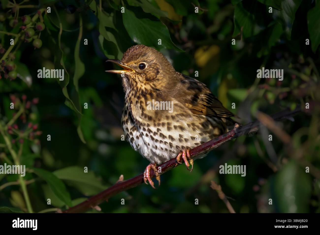 Sonnendurchflutete Song-Thrush auf einem Zweig singt nach dem Essen der Beeren auf der linken Seite des Bildes bei Sonnenaufgang auf den Somerset Levels Stockfoto