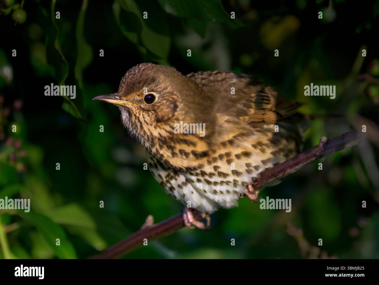 Sonnendurchflutete Song-Thrush auf einem Zweig, der bei Sonnenaufgang auf den Somerset Levels die Beeren auf der linken Seite des Bildes aß Stockfoto