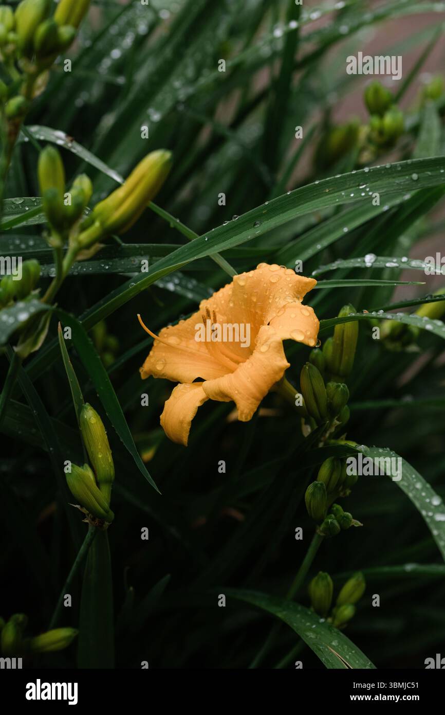 Gelbe Taglilienblüte Nach Regen Stockfoto