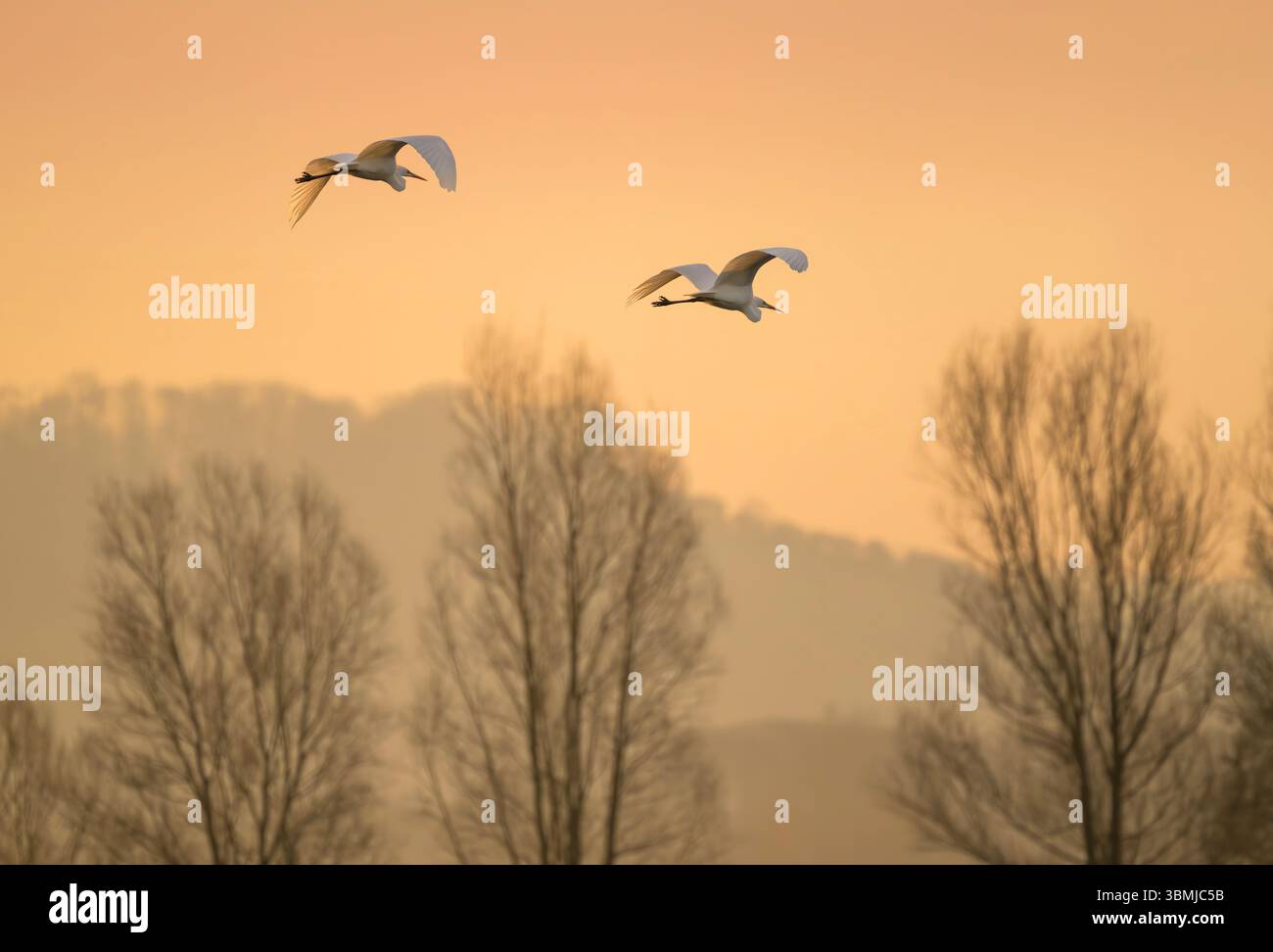 Ein Paar Weißreiher im Flug bei Sonnenaufgang über den Chew Valley Lake in Somerset, Großbritannien Stockfoto
