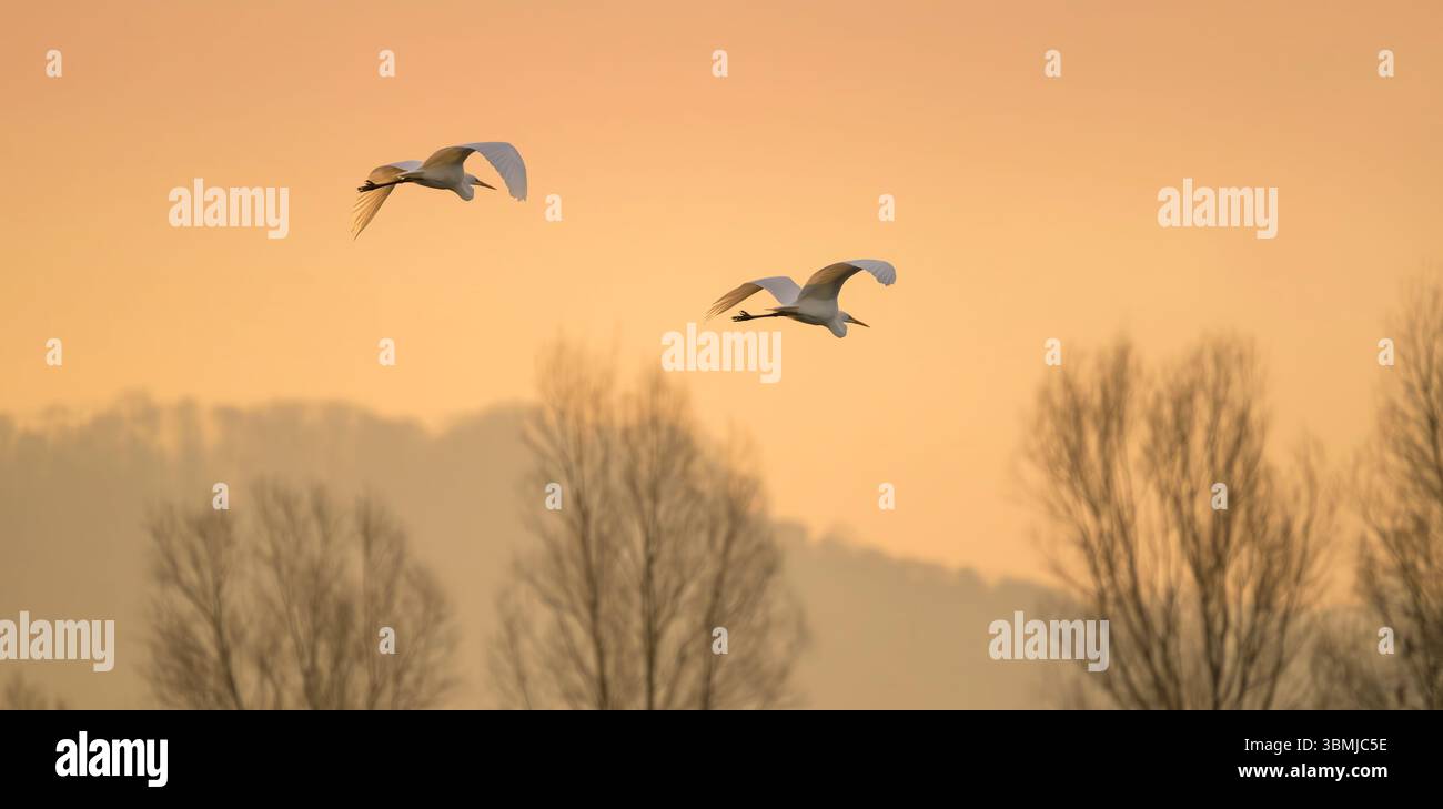 Ein Paar Weißreiher im Flug bei Sonnenaufgang über den Chew Valley Lake in Somerset, Großbritannien Stockfoto