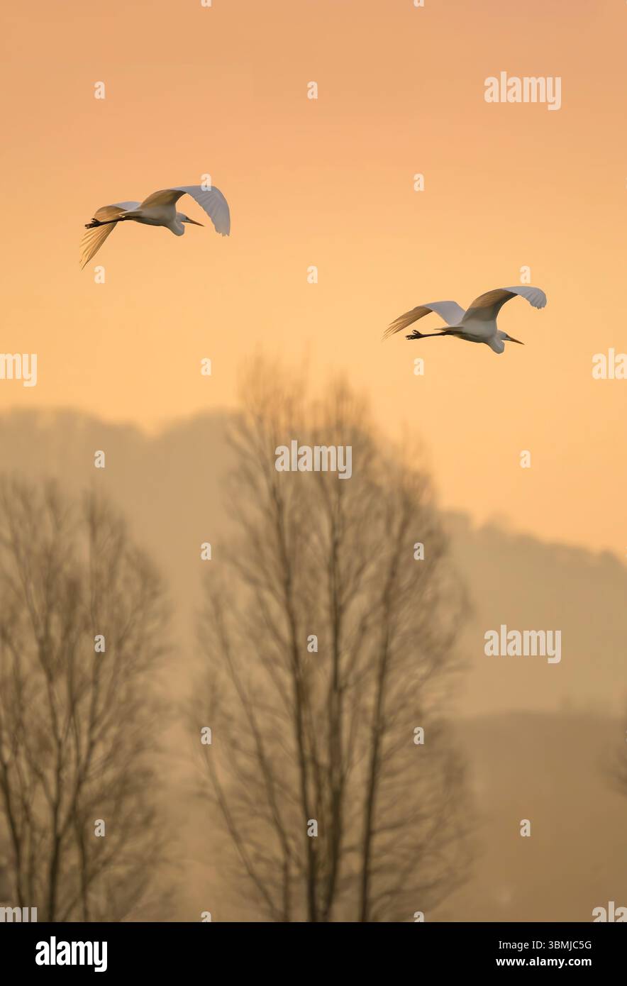 Ein Paar Weißreiher im Flug bei Sonnenaufgang über den Chew Valley Lake in Somerset, Großbritannien Stockfoto